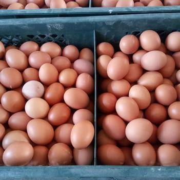 崔志大 优质食用农产品批发供应商的卓越之路