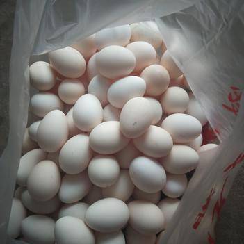 尹水林 深耕农产品批发的惠农网实力供应商